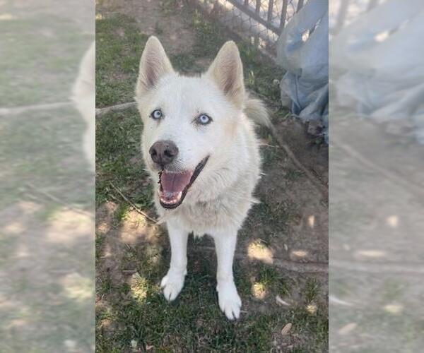 Medium Photo #3 Siberian Husky Puppy For Sale in Riverside, CA, USA