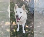 Small #2 Siberian Husky