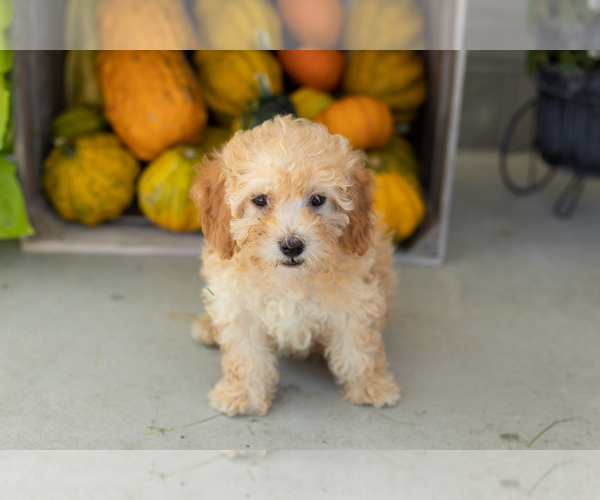 Medium Photo #14 Poodle (Miniature) Puppy For Sale in MILFORD, IN, USA