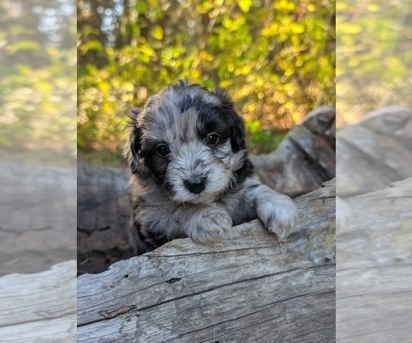 Medium Photo #5 Aussiedoodle Miniature  Puppy For Sale in SPIRIT LAKE, ID, USA
