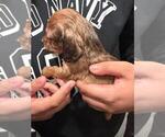 Small Photo #4 Dachshund Puppy For Sale in MORRISVILLE, NC, USA