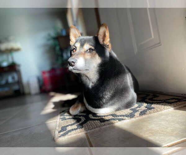 Medium Photo #3 Shiba Inu-Unknown Mix Puppy For Sale in Fort Collins, CO, USA
