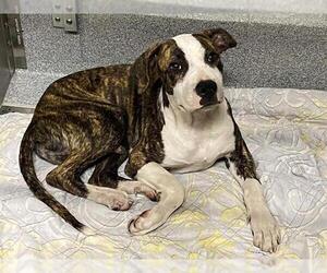 Mutt Dogs for adoption in Orange, CA, USA