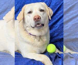 Lillie - Female Mutt Dog for Adoption - Photo #4