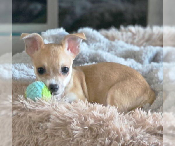 Medium Photo #5 Chihuahua-Unknown Mix Puppy For Sale in Chino Hills, CA, USA