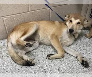 German Shepherd Dog Dogs for adoption in Conroe, TX, USA