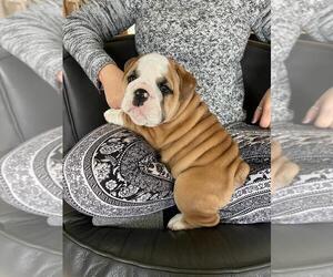English Bulldog Puppy for sale in COVINGTON, GA, USA