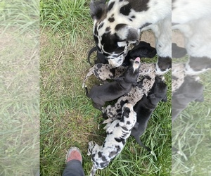 Great Dane Puppy for sale in PAINT LICK, KY, USA