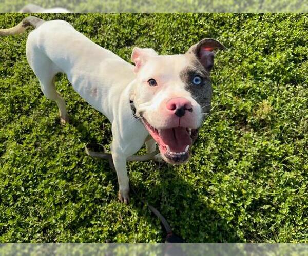 Medium Photo #1 Catahoula Leopard Dog-Unknown Mix Puppy For Sale in Ocala, FL, USA