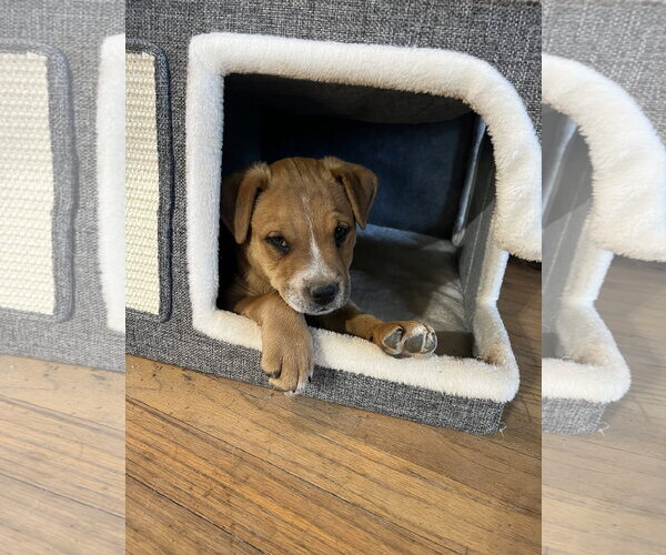 Medium Photo #6 American Pit Bull Terrier-Unknown Mix Puppy For Sale in Hillsboro, MO, USA