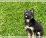 Small Photo #29 German Shepherd Dog Puppy For Sale in JURUPA VALLEY, CA, USA