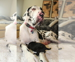 Small Photo #7 Great Dane Puppy For Sale in LEANDER, TX, USA