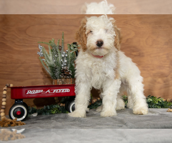 Medium Photo #21 Goldendoodle (Miniature) Puppy For Sale in WOLCOTTVILLE, IN, USA