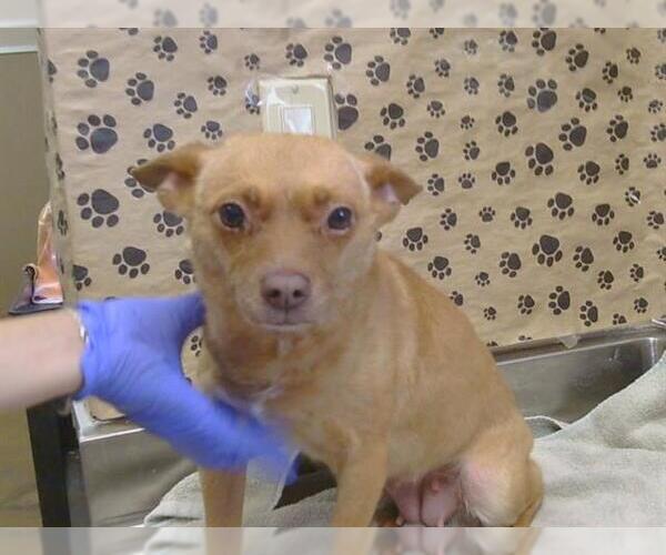 Medium Photo #1 Chihuahua Puppy For Sale in Sacramento, CA, USA
