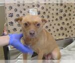 *ANJELICA - Female Chihuahua Dog for Adoption - Small photo