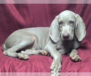 Weimaraner Puppy for Sale in BREMEN, Georgia USA