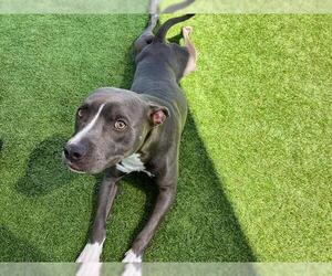 Mutt Dogs for adoption in Orange, CA, USA