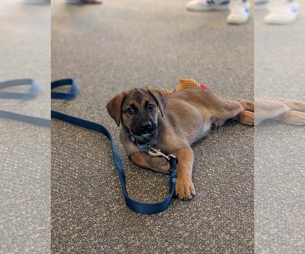 Medium Photo #6 Black Mouth Cur-Unknown Mix Puppy For Sale in Shermans Dale, PA, USA