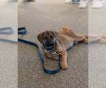 Small #5 Black Mouth Cur Mix
