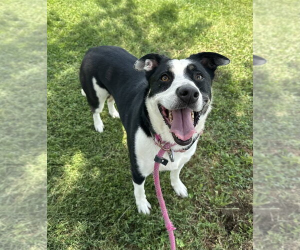 Medium Photo #4 Collie-Unknown Mix Puppy For Sale in Evansville, IN, USA