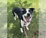Small Photo #4 Collie-Unknown Mix Puppy For Sale in Evansville, IN, USA