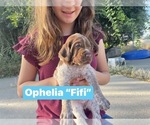 Puppy Ophelia Pointer