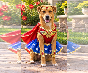 Labrador Retriever-Unknown Mix Dogs for adoption in oakland, FL, USA
