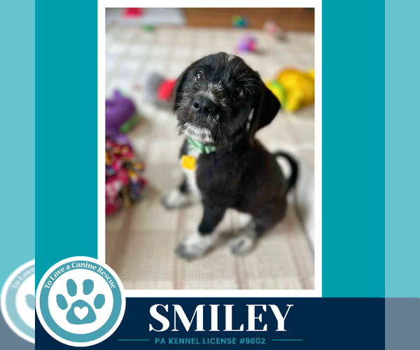 Medium Photo #4 Labrenees Puppy For Sale in Kimberton, PA, USA