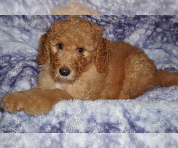 Medium Photo #4 Labradoodle Puppy For Sale in LA HABRA, CA, USA