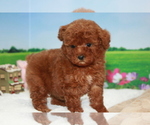 Small Photo #3 Poodle (Toy) Puppy For Sale in MANHATTAN, NY, USA