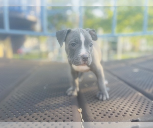 Medium Photo #24 American Pit Bull Terrier Puppy For Sale in TRENTON, NJ, USA