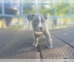 Small Photo #24 American Pit Bull Terrier Puppy For Sale in TRENTON, NJ, USA