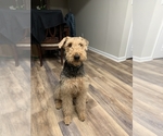 Small Photo #2 Airedale Terrier Puppy For Sale in HAMPTON, VA, USA