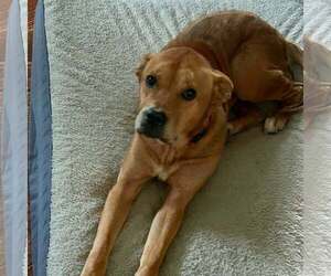 Mutt Dogs for adoption in New Oxford , PA, USA