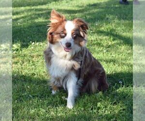 Mother of the Miniature Australian Shepherd puppies born on 07/25/2026