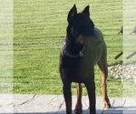 Small Photo #1 Doberman Pinscher Puppy For Sale in FREMONT, IN, USA