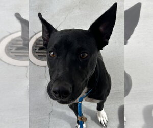 Shego - Female Staffordshire Bull Terrier Dog for Adoption - Photo #2