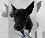 Small Photo #2 Staffordshire Bull Terrier Puppy For Sale in Salinas, CA, USA