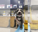 Small #5 American Pit Bull Terrier