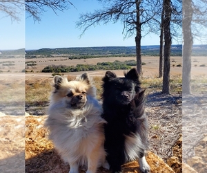 Father of the Pomeranian puppies born on 01/05/2025