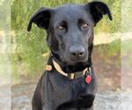 Small #4 Labrador Retriever Mix