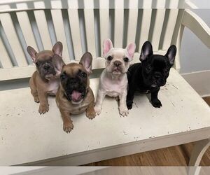 French Bulldog Litter for sale in FAYETTEVILLE, TN, USA