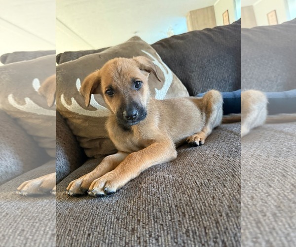 Medium Photo #3 German Shepherd Dog-Unknown Mix Puppy For Sale in Hinton, WV, USA