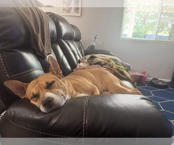 Medium Photo #6 Carolina Dog-Unknown Mix Puppy For Sale in Chandler, AZ, USA