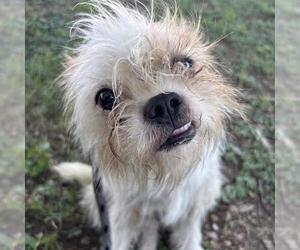 Mutt Dogs for adoption in San Antonio, TX, USA