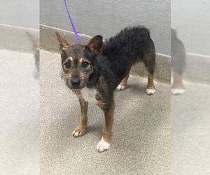 Mutt Dogs for adoption in Las Vegas, NV, USA