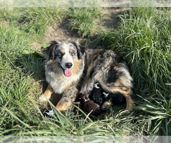 Medium Photo #1 Miniature Australian Shepherd Puppy For Sale in SNEEDVILLE, TN, USA