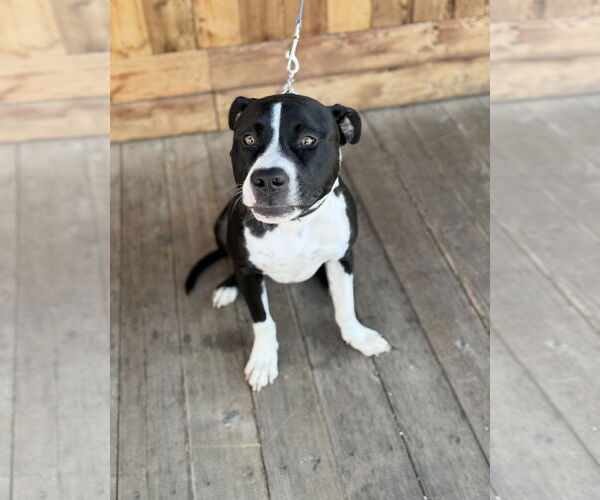 Medium Photo #1 Mutt Puppy For Sale in Euless, TX, USA