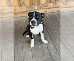 Mutt Dogs for adoption in Euless, TX, USA