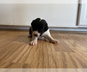 Border-Aussie-Miniature Australian Shepherd Mix Puppy for sale in N LAS VEGAS, NV, USA